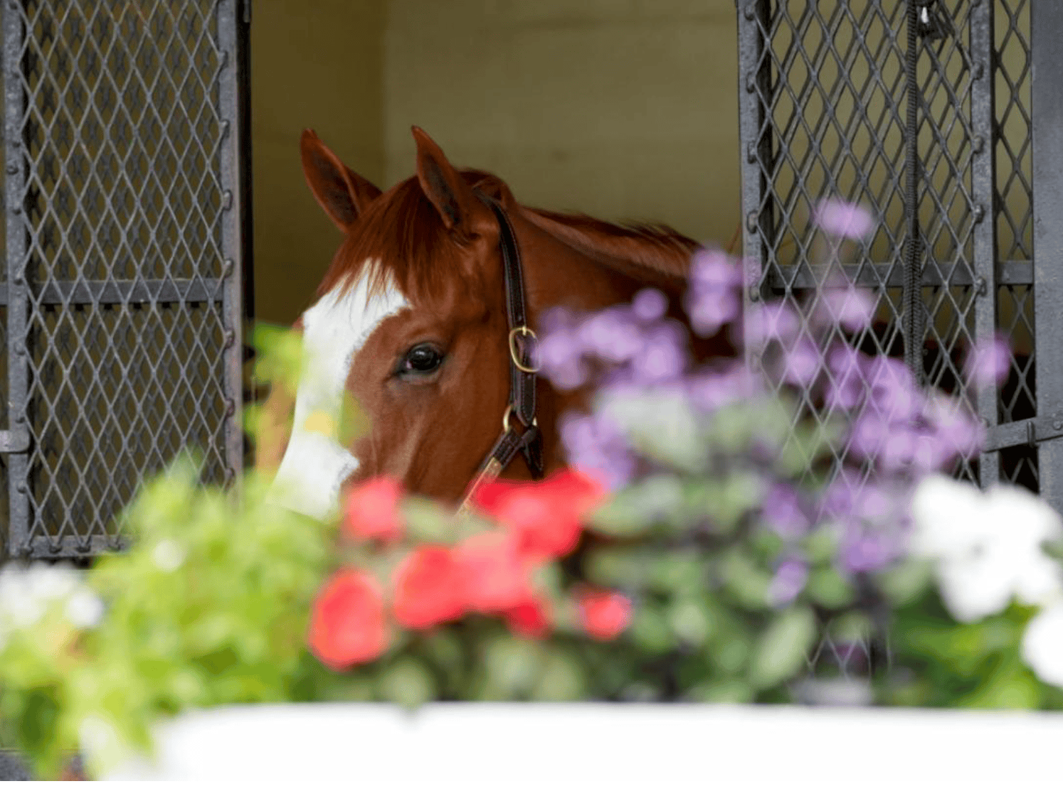 Total of 72 Supplements Added to OBS June Sale