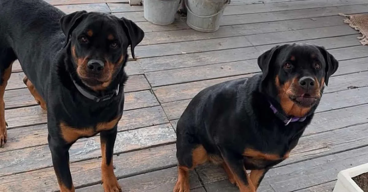 $2,500 Reward Offered in Investigation into Gruesome Deaths of Two Family Dogs
