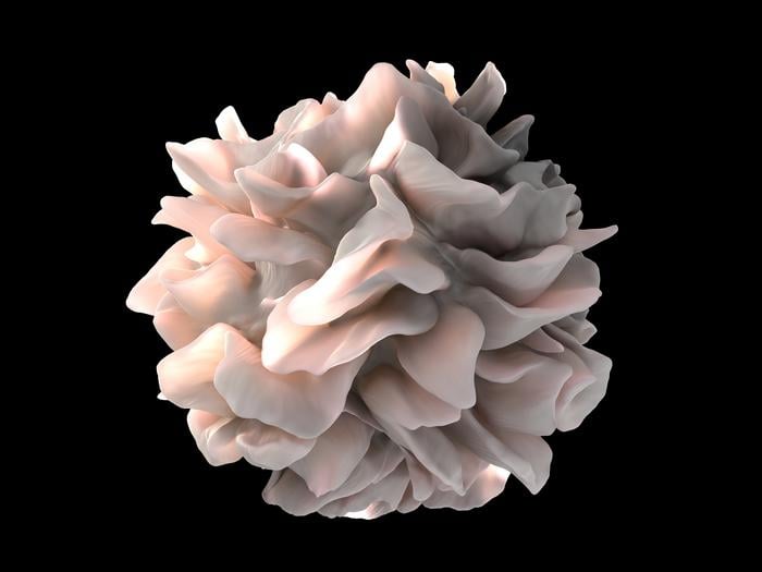 Artistic rendering of a human dendritic cell