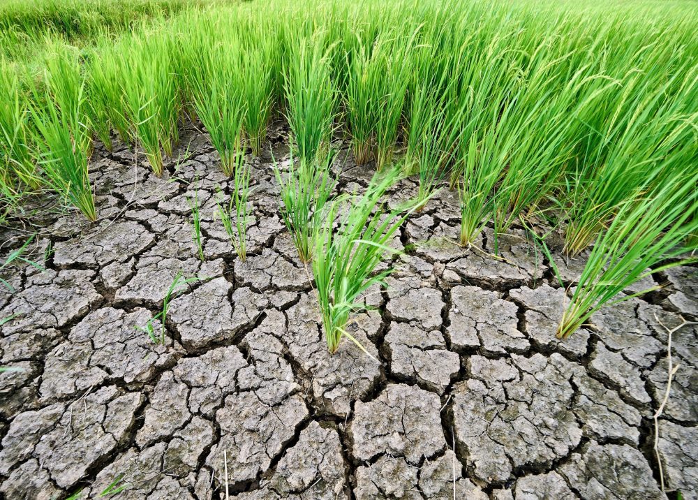 Drought doesn't just shrink crops - it makes food less nutritious
