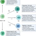 Understanding Early-Life Adaptive Immunity to Guide Interventions for Pediatric Health