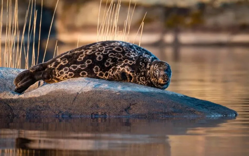 Just a few hundred of these rare seals remain in Lake Saimaa.