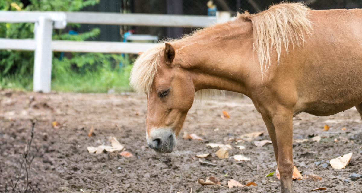 Animal Wellness Groups Applaud USDA Suspension of Live Horse Exports to Mexico, Call for Permanent Ban on Shipments for Slaughter