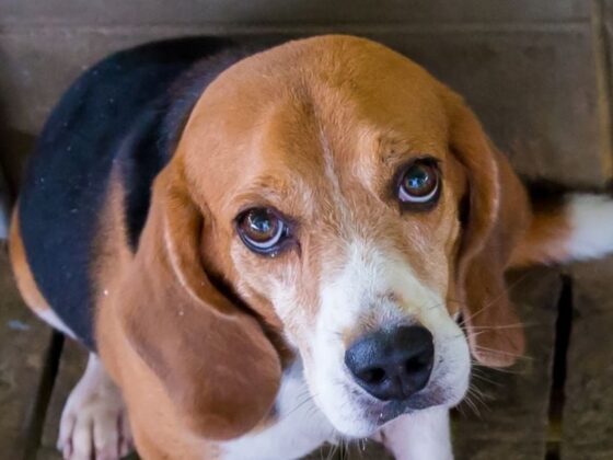 Sad beagle