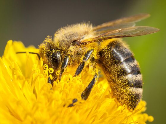 Bees Have a Hidden Nutritional Superpower, Oxford Study Reveals