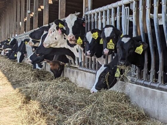 Dairy farmers look to nutrition tools to improve efficiency, health